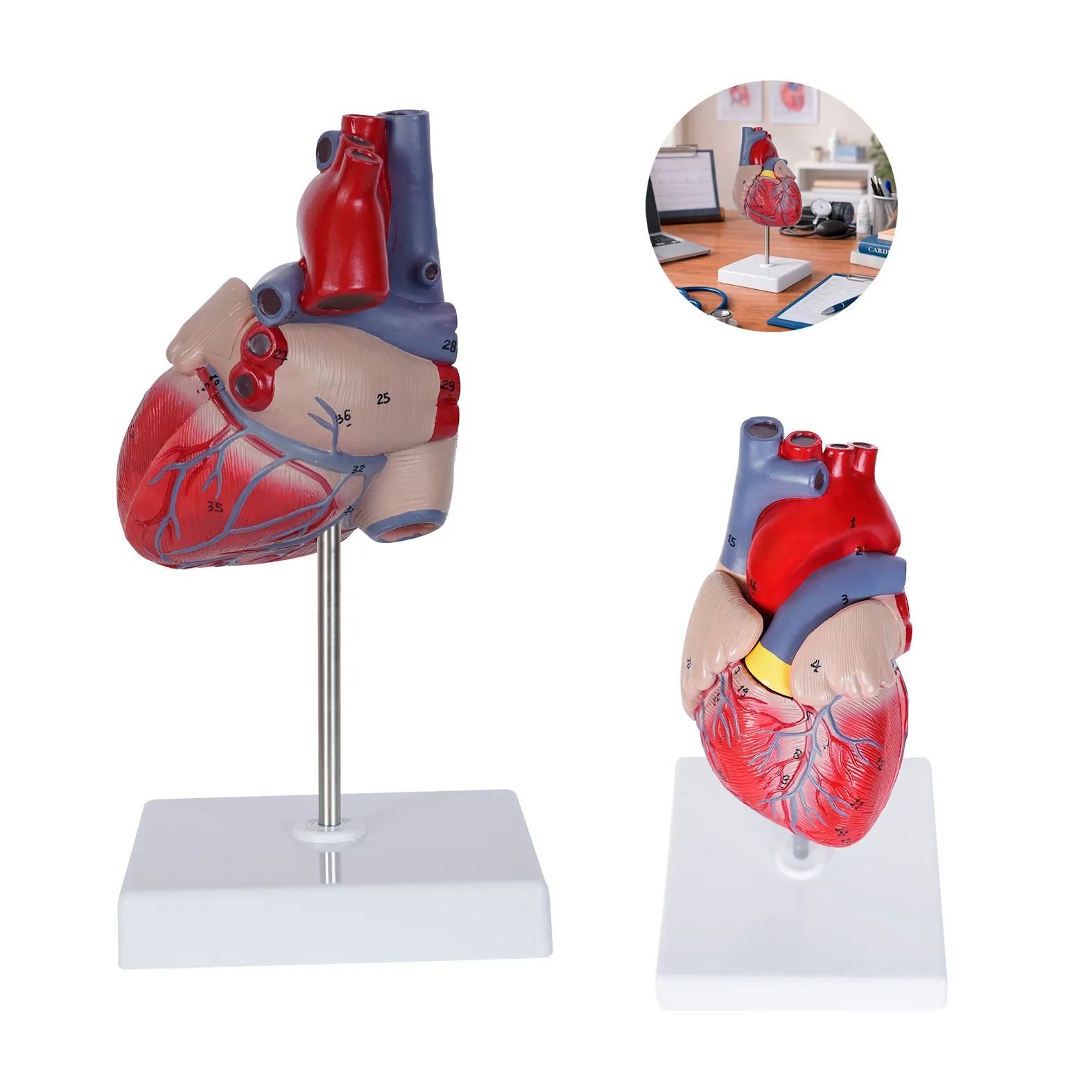 MODELO ANATOMICO CARDIO