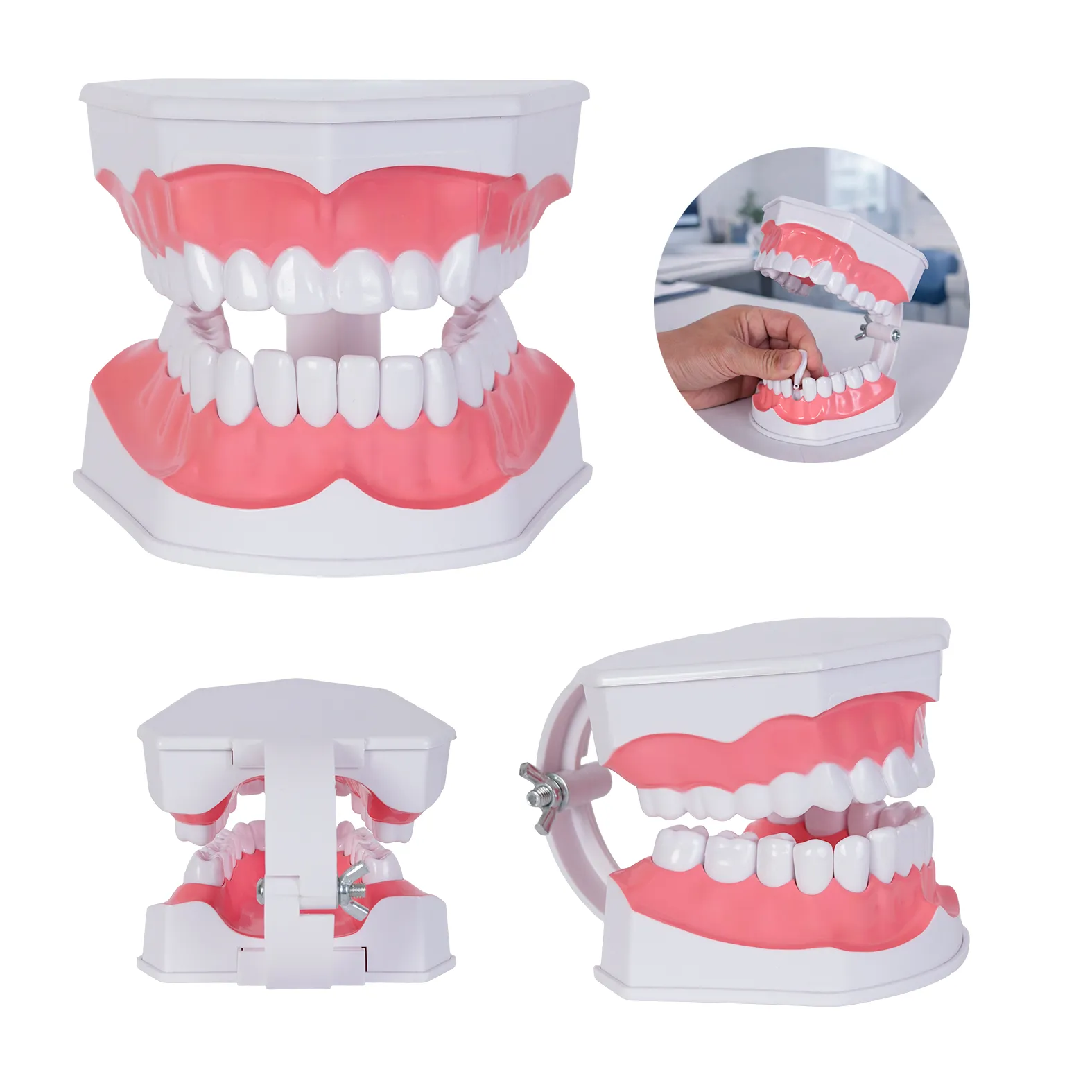 MODELOS ANATOMICO ODONTO