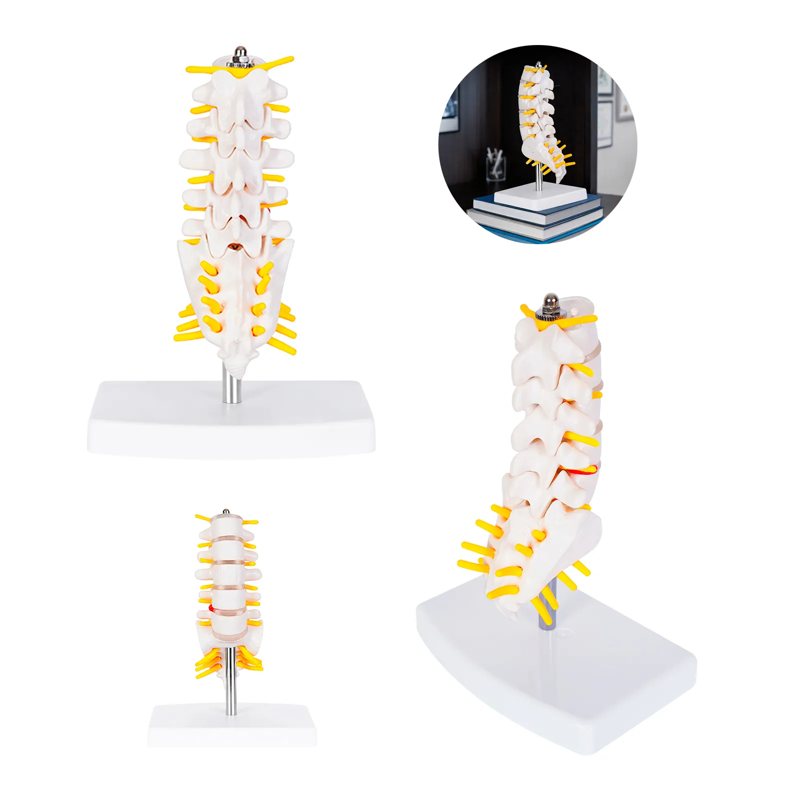 MODELO ANATOMICO RAQUIS