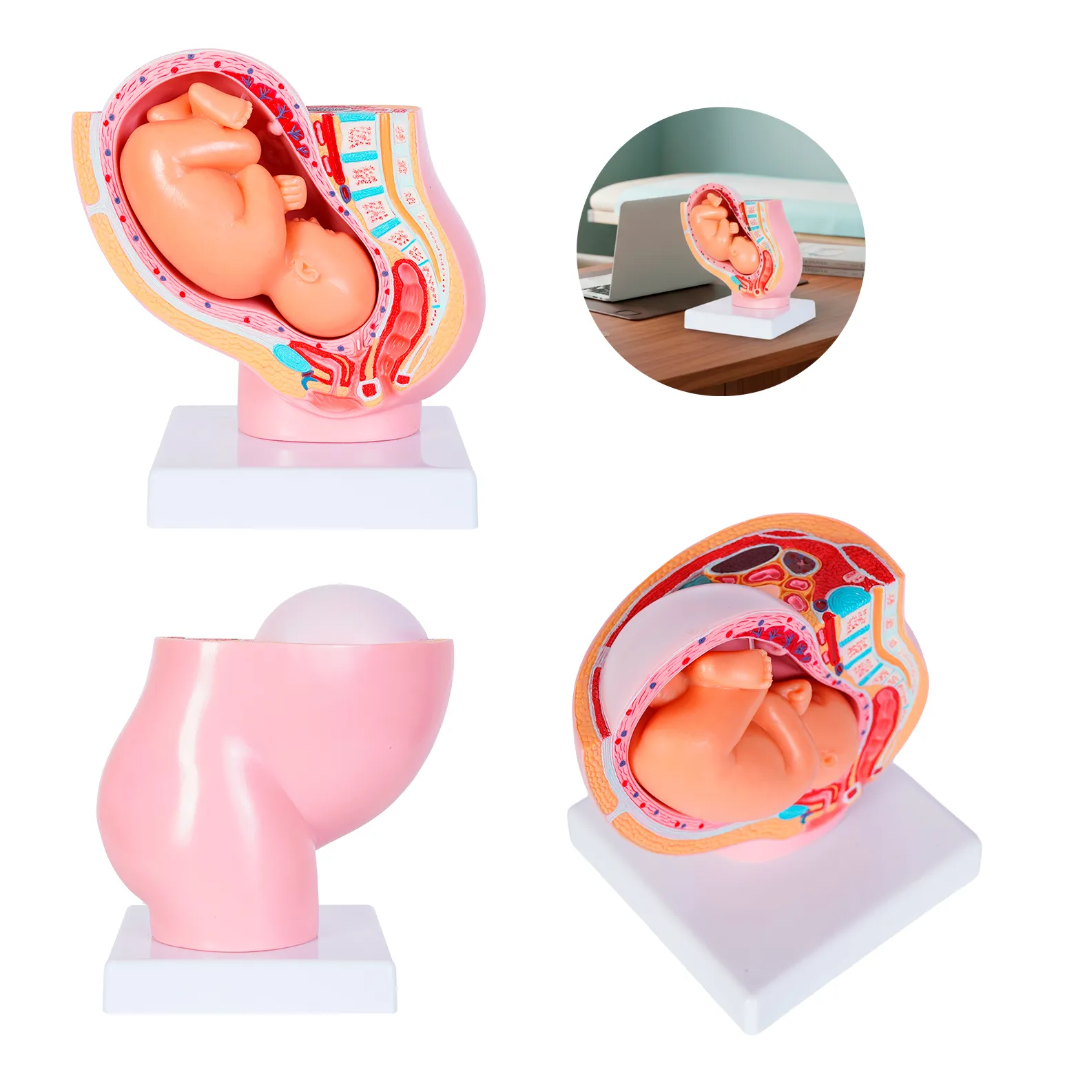 MODELO ANATOMICO SACO